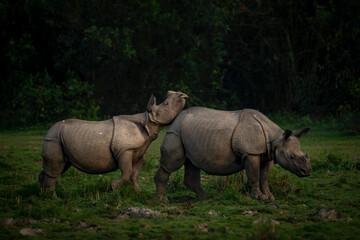 A rhino calf plays with its mother during late evening hours at Kaziranga National Park, Assam, India © Soumabrata Moulick