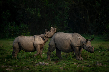 A rhino calf plays with its mother during late evening hours at Kaziranga National Park, Assam, India