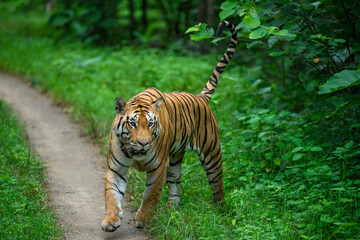A full grown male tiger walks in the green monsoon forest of Pench National Park, Khursapar range, Madhya Pradesh