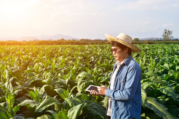 Asian horticulture geneticist is working on local tobacco farm to store data of planting, cultivar development and plant diseases in the afternoon, soft and selective focus.