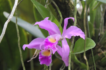 Purple cattleya labiata orchid flower on blurred green leaves and plants background - obrazy, fototapety, plakaty