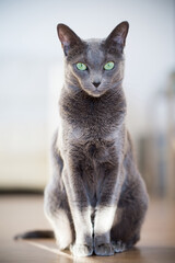 Russian blue cat lies on floor and looking.