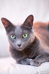 Russian blue cat lies on floor and looking.
