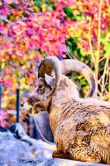 Sheep and autumn leaves