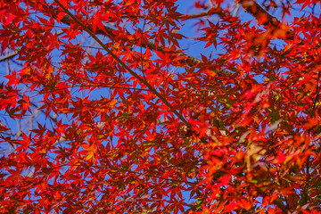 Bright red leaves and blue sky