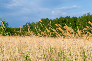 Reed thickets on the background of the forest.