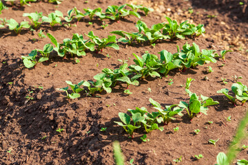 Planting vegetables in the garden.