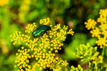 Flower beetle - Cetoniinae.
