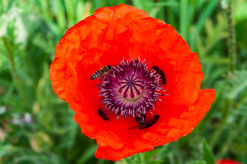 The honey bees pollinate the poppy flower. Red poppy flower, close-up.