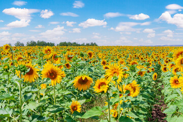 A sunflower field stretching into the distance to the horizon against the backdrop of a beautiful sky. Field of yellow sunflowers.