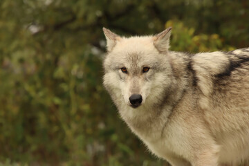 Looking at the Camera