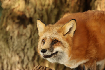 Red Fox Face
