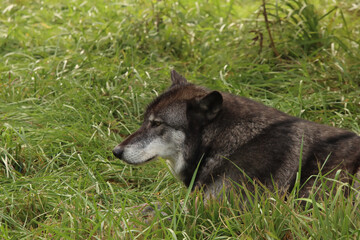 Relaxing in the Grass

