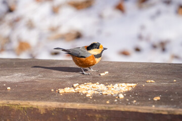 bird on a snow