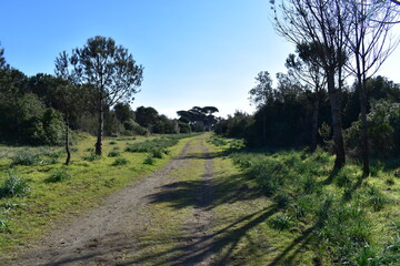 Sentiero nel verde
