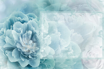 Greeting card. Floral spring  turquoise  background. Flowers and petals of rose and peony. Close-up. Nature.