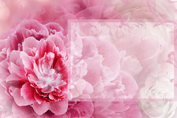 Greeting card. Floral spring  pink  background. Flowers and petals of rose and peony. Close-up. Nature.