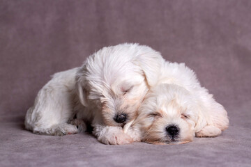 Naklejka na ściany i meble Very cute maltese terrier puppy dog sleeping