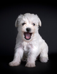 Very cute maltese terrier puppy dog