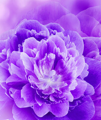 Floral purple   background. Flowers and petals of  peony. Close-up. Nature.