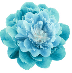 Turquoise  peony  flower  on white isolated background. Closeup. For design. Nature.