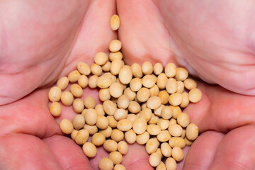vegan food: man hand with soy. macro photo