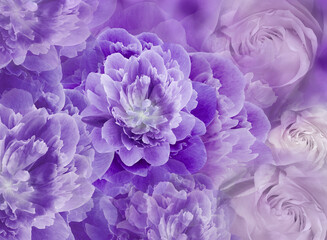 Floral spring  purple   background. Flowers and petals of rose and peony. Close-up. Nature.