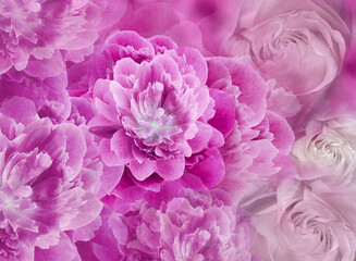 Floral spring  pink background. Flowers and petals of rose and peony. Close-up. Nature.