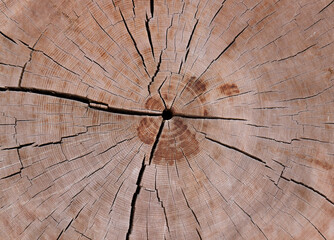 Close up cross section of tree trunk showing year rings and cracked. Concentric wood texture of a sawn tree. Design nature background