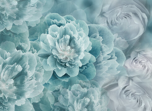 Floral spring  turquoise  background. Flowers and petals of rose and peony. Close-up. Nature.