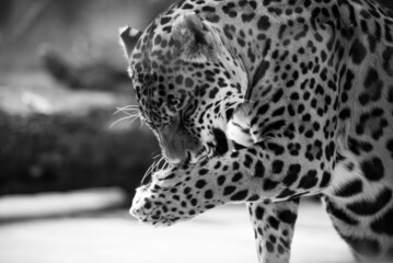 Leopard pantera padus kotiya in the rock © Ivan Zelenin