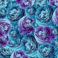 Blue chrysanthemums flowers.  Flower on the black isolated  background.  Close-up. Nature.