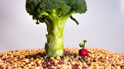 vegan food: lonely radish under broccoli tree on soybean soil, beans, azuki and pinto beans. neutral background