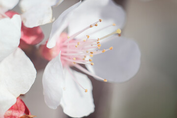Fototapeta na wymiar Delicate blurred background consisting of many flowers