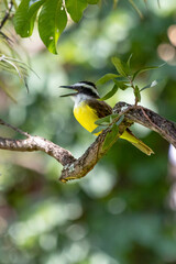 The yellow bird from Brazil. The Great Kiskadee also know as Bem-te-vi perched on a top of tree. Species Pitangus sulphuratus. Animal world. Bird lover. Birdwatching.