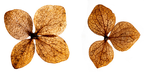 dry flowers hydrangea close up in the detail isolated on a white background