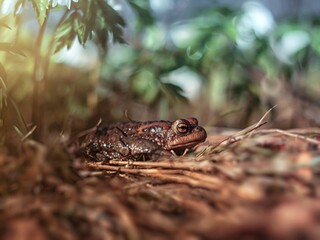frog on the ground