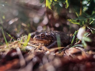 frog in the grass
