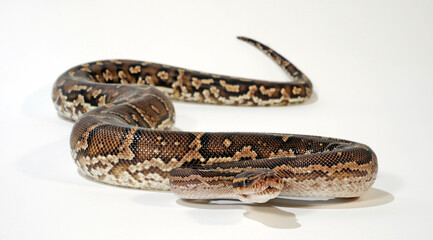 Angolan python, Anchieta's dwarf python // Angolapython, Angola-Zwergpython (Python anchietae)