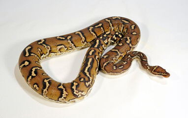 Fototapeta premium Angolan python, Anchieta's dwarf python // Angolapython, Angola-Zwergpython (Python anchietae)
