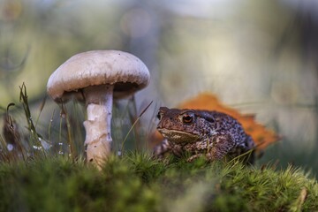 frog and mushroom in the forest