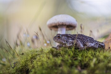 frog and mushroom in the forest