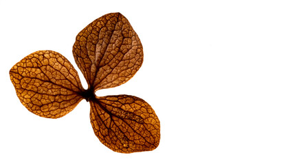 dry flowers hydrangea close up in the detail isolated on a white background
