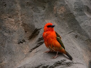 Webervögel (Ploceidae) - Madagaskarweber (Foudia madagascariensis)