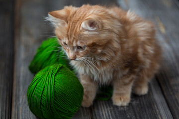 Adorable red-haired, ginger cat on wooden background with green knitting threads