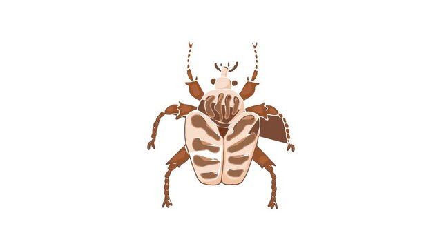 Insect bug icon animation best cartoon object on white background