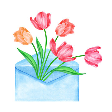 Tulips in an envelope for congratulations. Valentine's Day, Hello Spring, Women's Day. Watercolor illustration