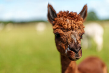 Portrait of brown alpaca in a summer meadow.