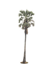 Fototapeta premium sugar palm