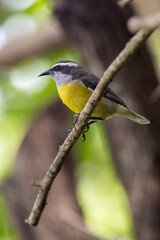 Bananaquit also known as Cambacica perched on a guava tree. Species Coereba flaveola. Stunning yellow plumage. Bird lover. Birdwatching. Birding.